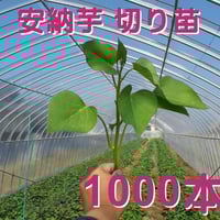 紅はるか 切り苗 100本 5000円 | 87 Store