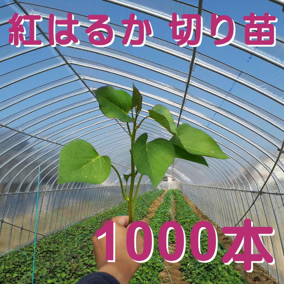 65b8c0b9d4450305f2f02cf5