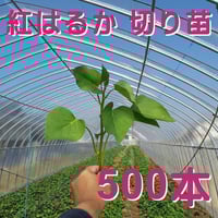 【予約受付中】紅はるか苗☆ウイルスフリー 100本 5月中旬から発送開始 予約受付中】紅はるか苗☆ウイルスフリー 100本 5月中旬から発送開始