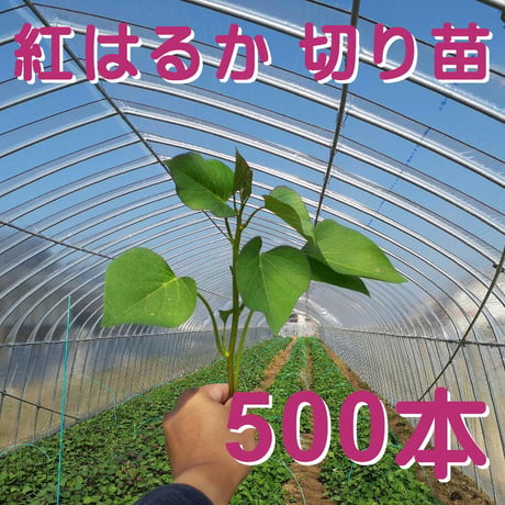 紅はるか　切り苗　500本　26000円