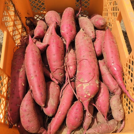 【追熟済】 紅はるか３kg（箱込） ねっとり甘い 無農薬で育てました。安納芋より糖度が高い！