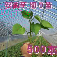 【予約受付中】紅はるか苗☆ウイルスフリー 100本 5月中旬から発送開始 紅はるか 切り苗 100本 5000円 | 87 Store
