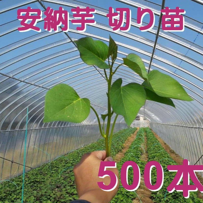 安納芋（紅系） 切り苗 500本 25000円 | 87 Store