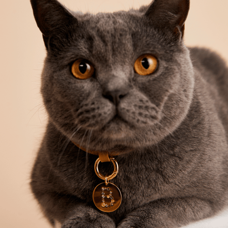 【PDPAOLA 】LETTER PET CHARM  (レターペットチャーム）