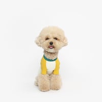 【TUSTUS】colorblock raglan (yellow)