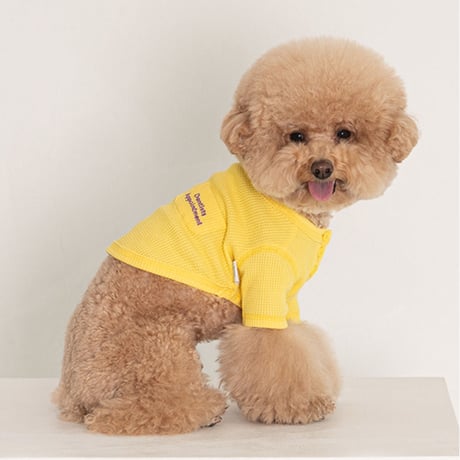 【DENTIST APPOINTMENT /デンティスト アポイントメント】Waffle Crop T-shirt yellow