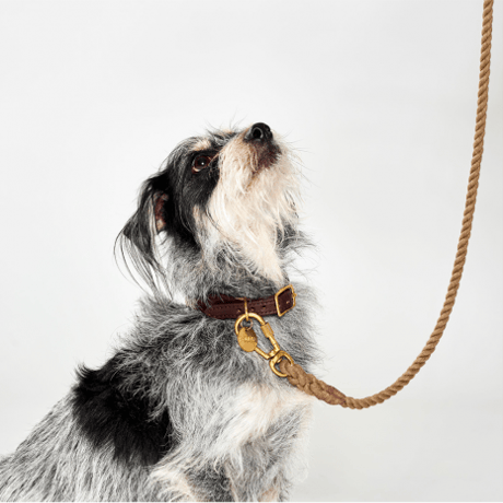 【Found My Animal /ファウンドマイアニマル】OMBRE DOG COLLAR    (オンブレドッグカラー）首輪　Magentasマゼンタ