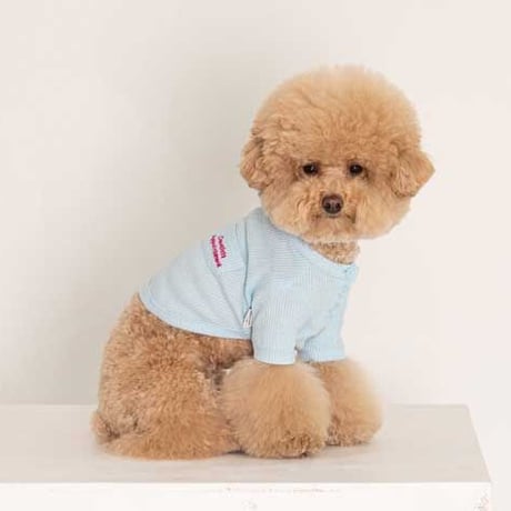 【DENTIST APPOINTMENT /デンティスト アポイントメント】Waffle Crop T-shirt /skyblue