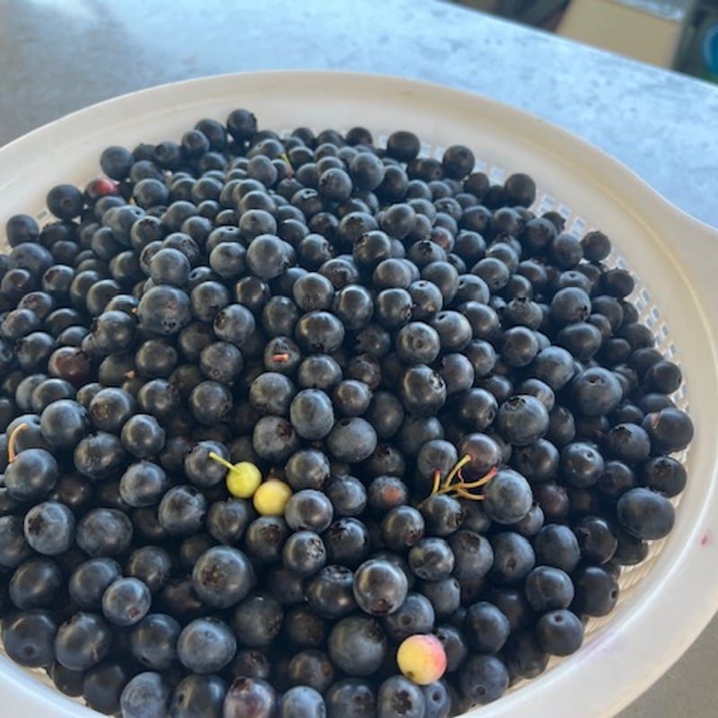 【sora.】冷凍ブルーベリー5kg 楽天市場】【ふるさと納税】冷凍ブルーベリー（5kg） : 青森県