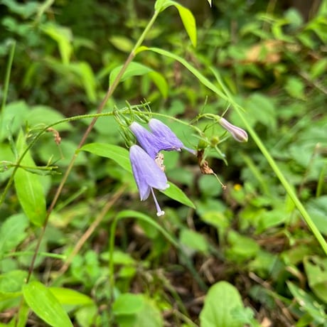 ITEM | sakura-yajinSTORE