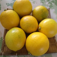 常温＊協生マイヤーレモン １ｋ入 約7個 【冷凍品は別カートでご注文ください】総重量5kを超える場合は送料追加になります