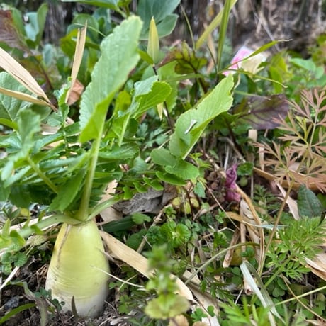 ITEM | sakura-yajinSTORE