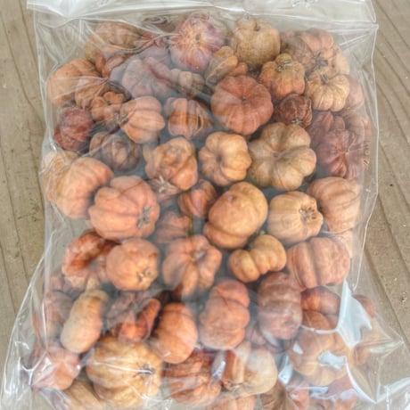 木の実 ミニパンプキン🎃 プッカポッド  約25g