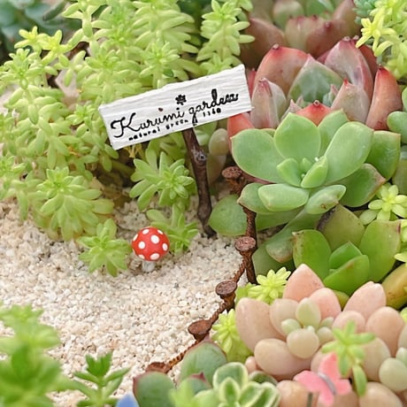 きのこ🍄