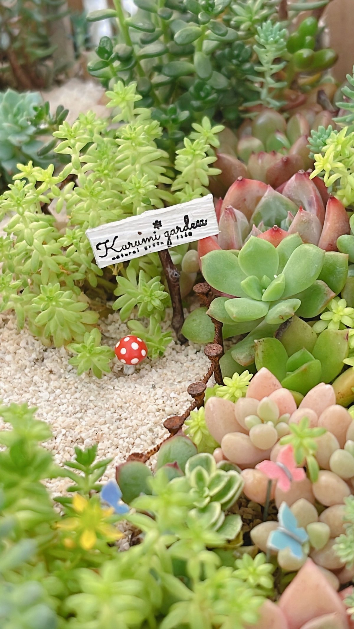 きのこ🍄 きのこ🍄