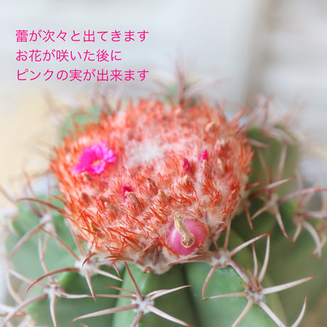 メロカクタスくん【マタンザナス】🌵🎩