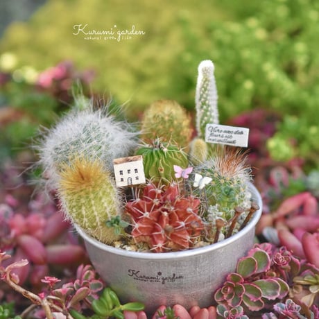 寄せ植えキット(サボテン ミニチュアガーデン キット🏡🌵)