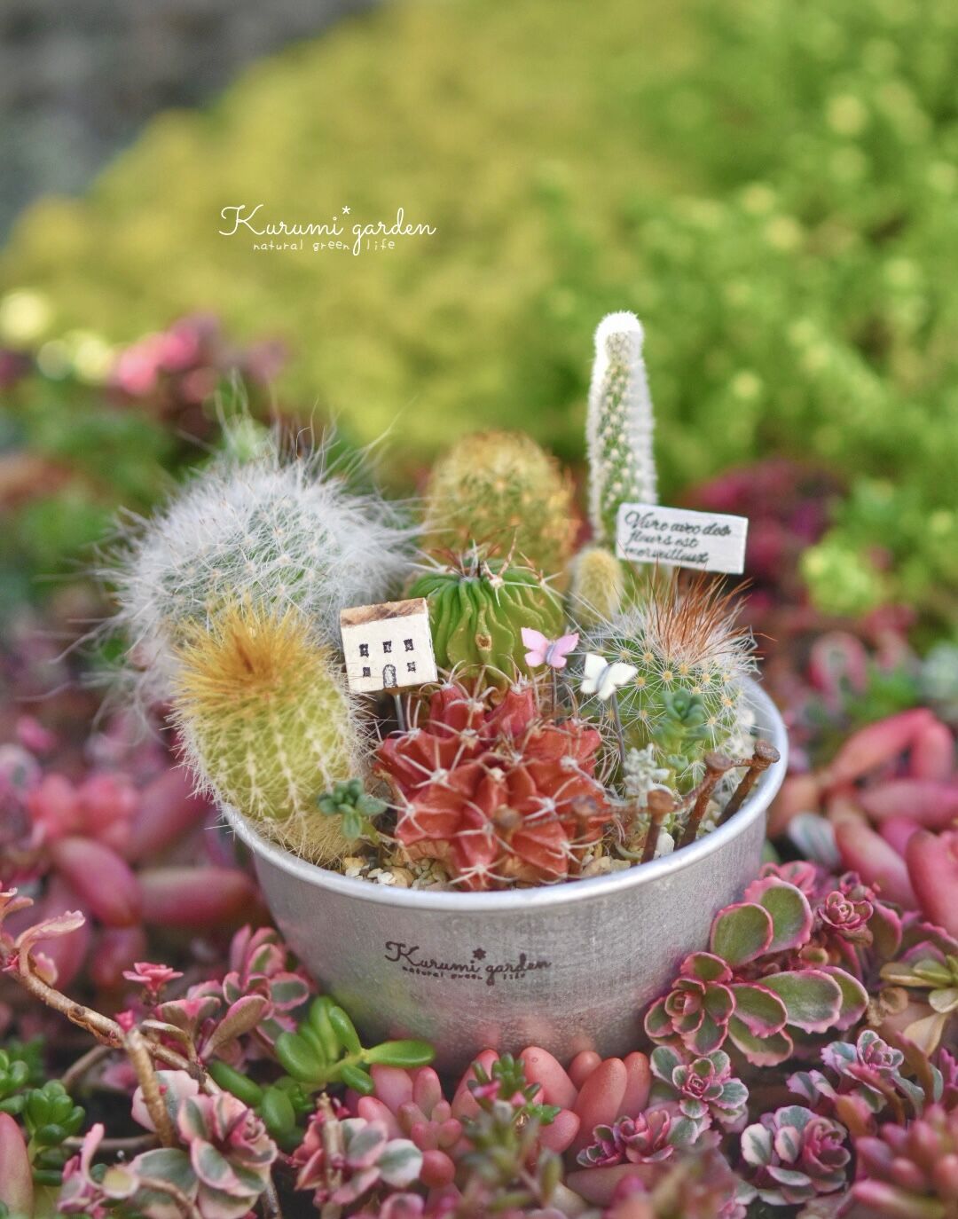 寄せ植えキット(サボテン ミニチュアガーデン キット 寄せ植えキット(サボテン ミニチュアガーデン キット