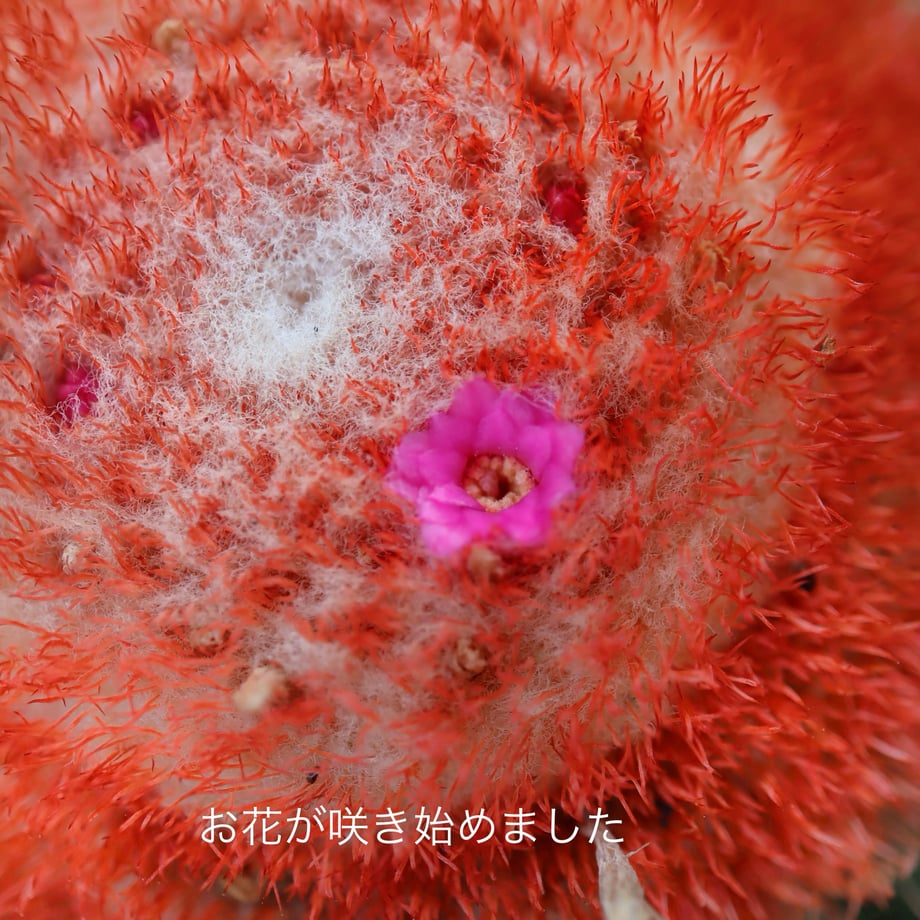 662a6cf1edfc4e1952b1f016