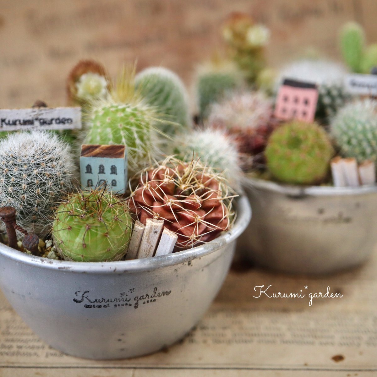 寄せ植えキット(サボテン ミニチュアガーデン キット