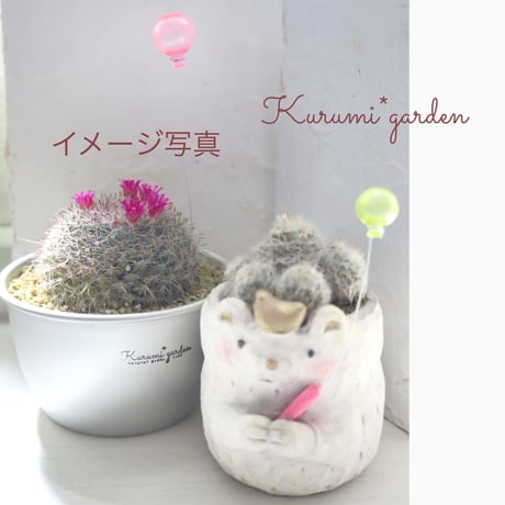 サボテン 玉翁ちゃん