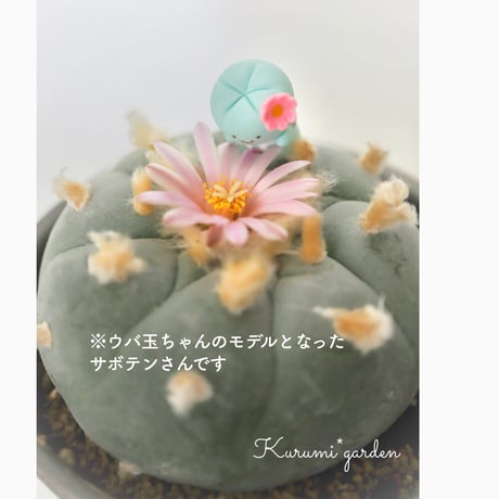 サボテン ロフォフォラ属 ウバ玉
