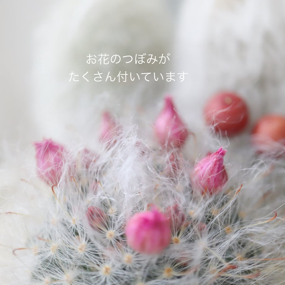6a3132d46396ba1684153870
