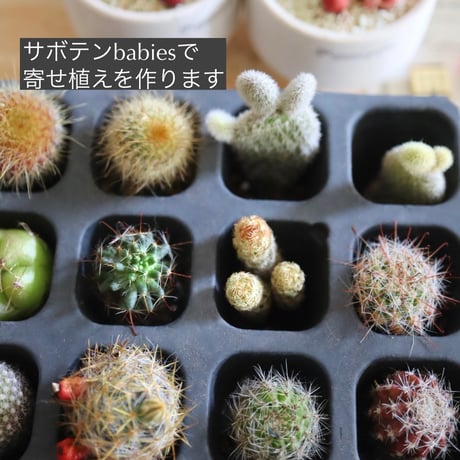 サボテンbabies  12コ