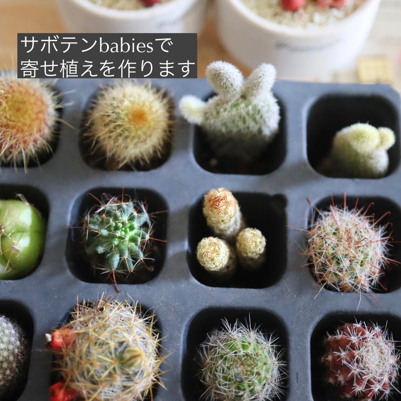 サボテン サボテンbabies 12コ | kurumigarden's STORE