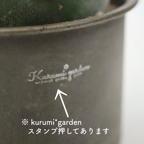 サボテン ロフォフォラ属 ウバ玉