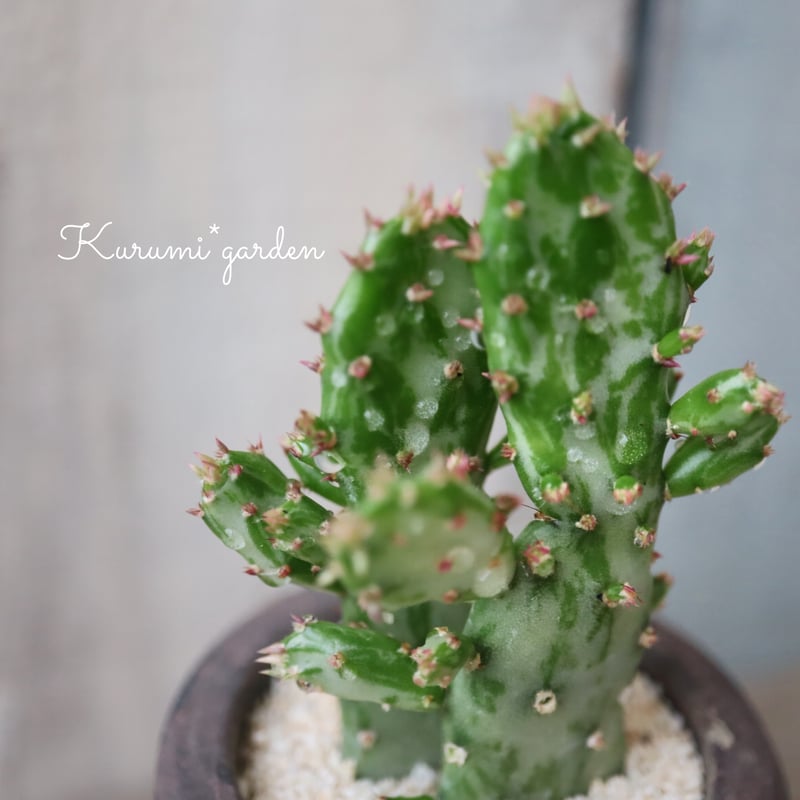 サボテン オプンチア💚初日の出 | kurumigarden's STORE