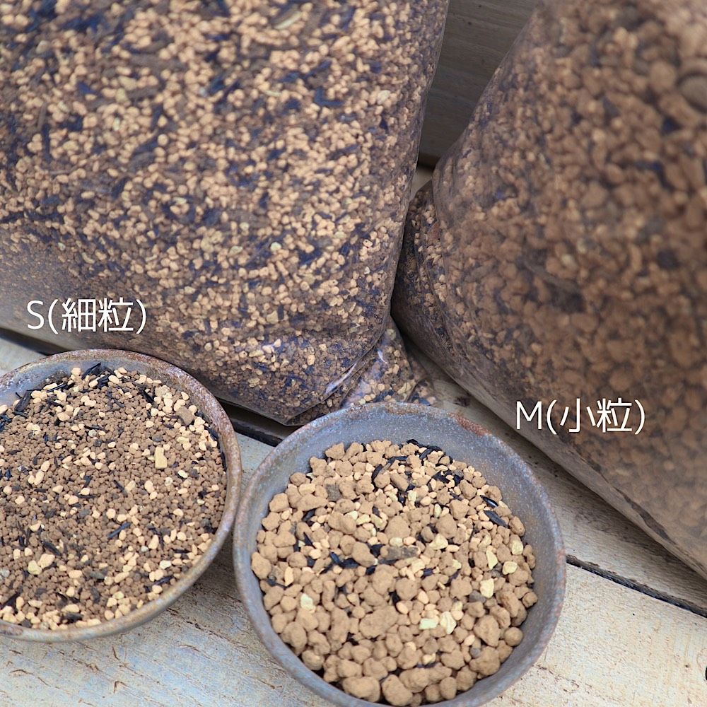 レアソテツ】種子1粒 色々 【公式通販】