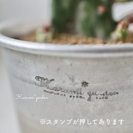 サボテン オプンチア💚初日の出