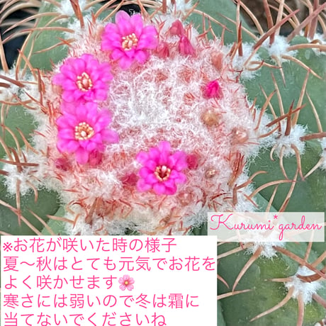 メロカクタスくん【マタンザナス】🌵🎩