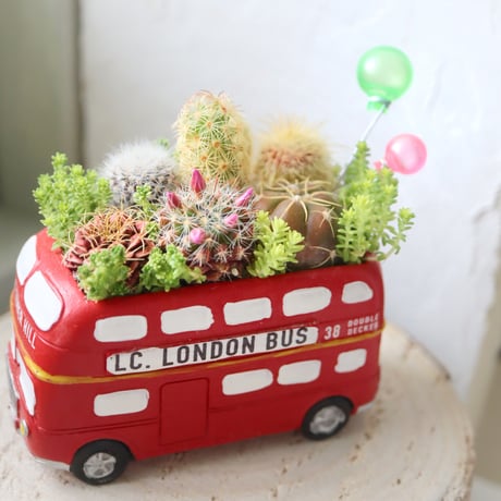 サボテン🌵ロンドンバス🇬🇧