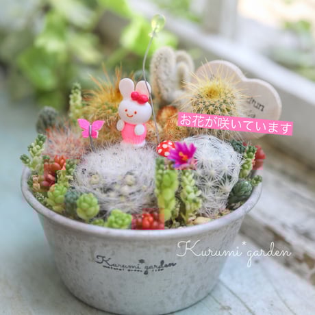 CATEGORY 寄せ植え作品 | kurumigarden's STORE CATEGORY 寄せ植え作品 | kurumigarden's STORE