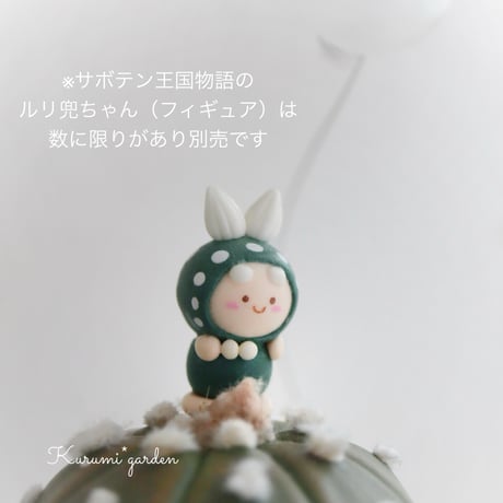 サボテン ルリ兜