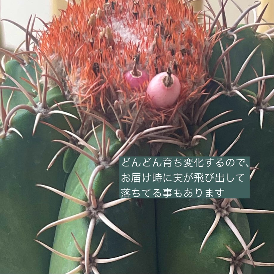 662a6cf1edfc4e1952b1f016