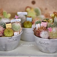 寄せ植えキット(サボテン ミニチュアガーデン キット🏡🌵)