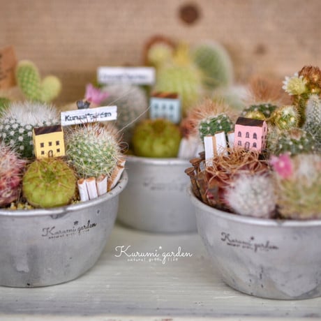 寄せ植えキット(サボテン ミニチュアガーデン キット🏡🌵)