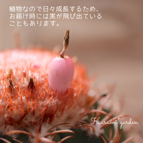 メロカクタスくん【マタンザナス】🌵🎩
