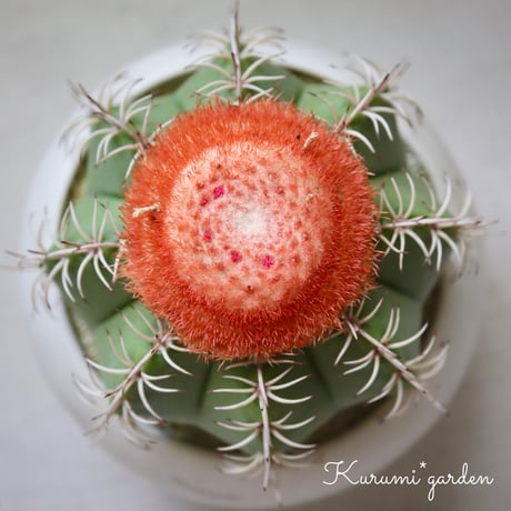 メロカクタスくん【マタンザナス】🌵🎩