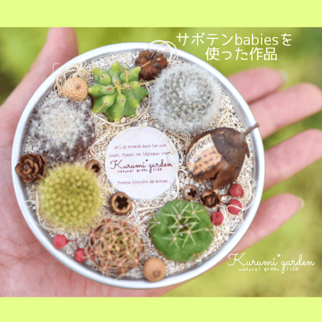 サボテンbabies  12コ