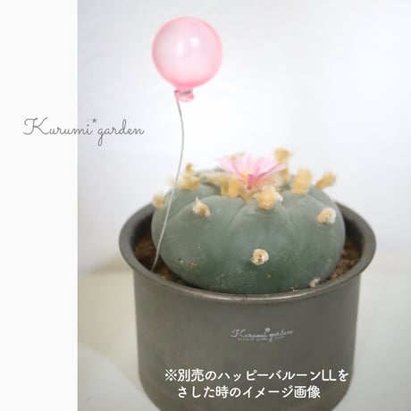 サボテン ロフォフォラ属 ウバ玉