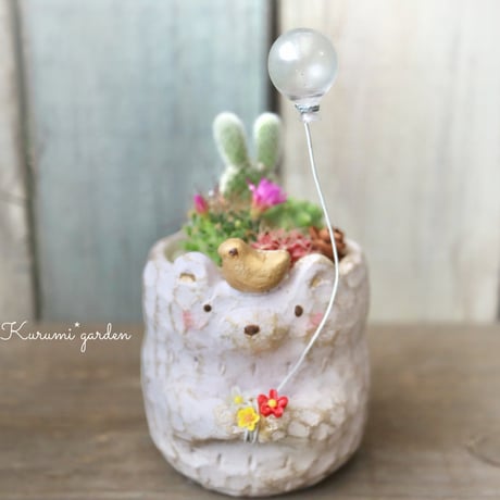 白くまサボテン 【🌸バルーン】