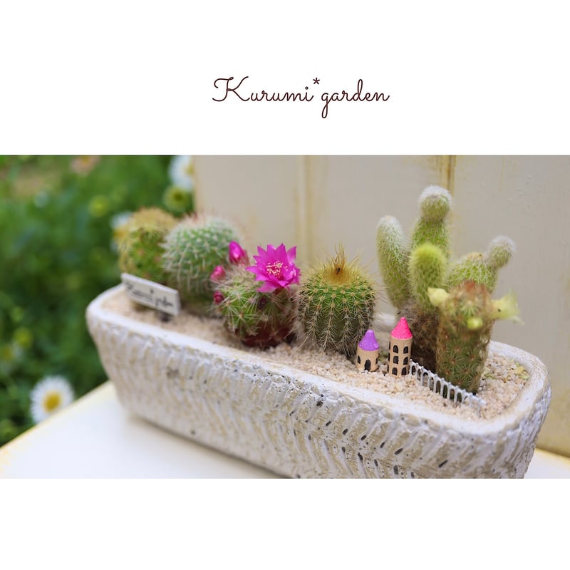 サボテンbabies 12コ | kurumigarden's STORE