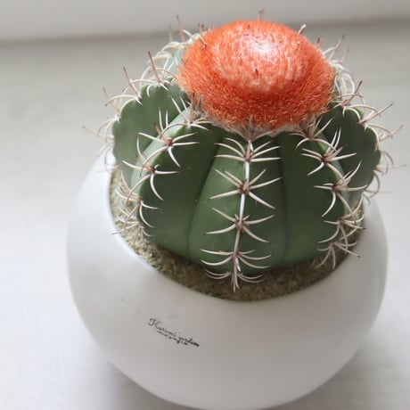 メロカクタスくん【マタンザナス】🌵🎩