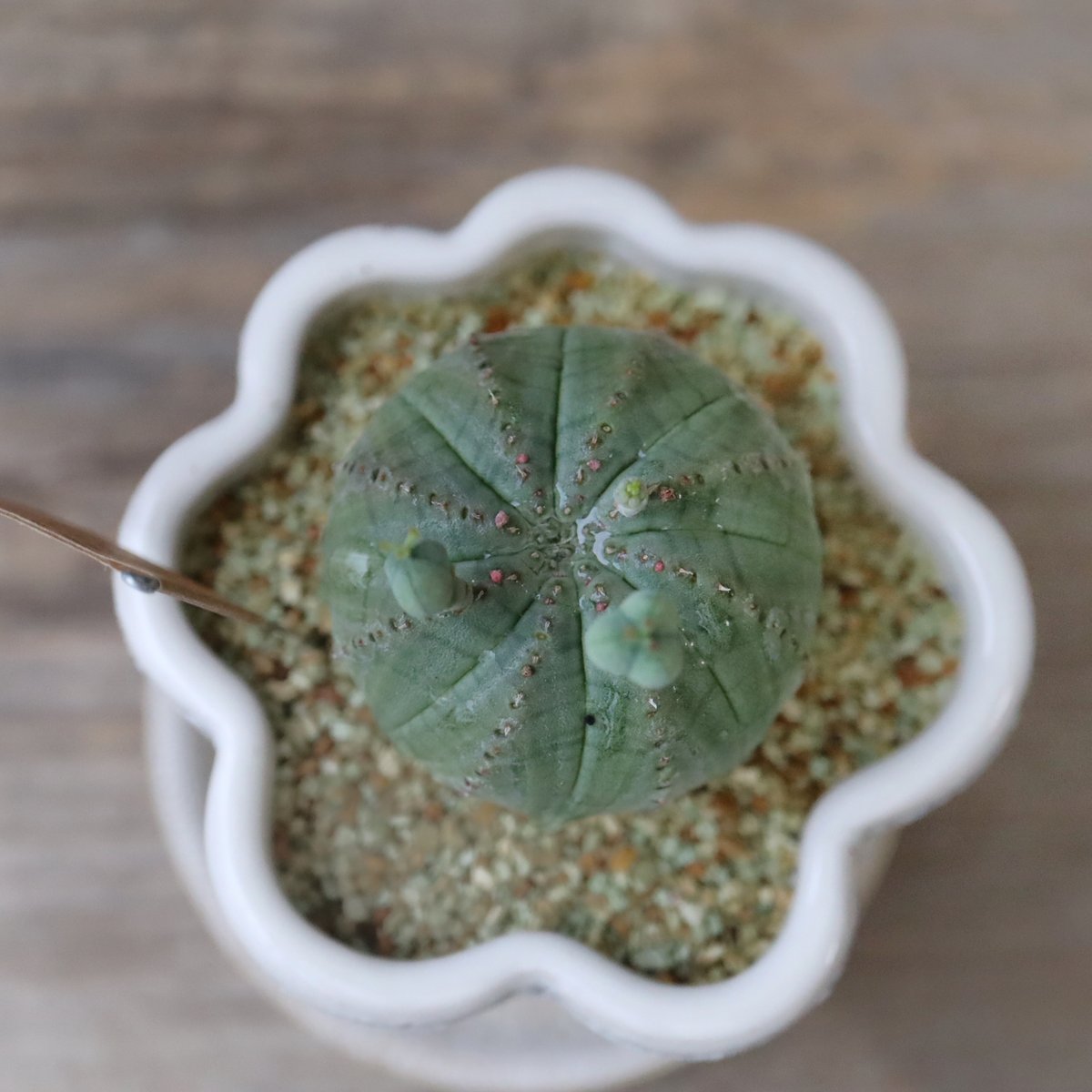 多肉植物 ユーフォルビア オベサ | kurumigarden's STORE