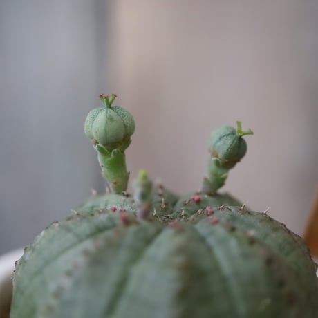 多肉植物 ユーフォルビア オベサ