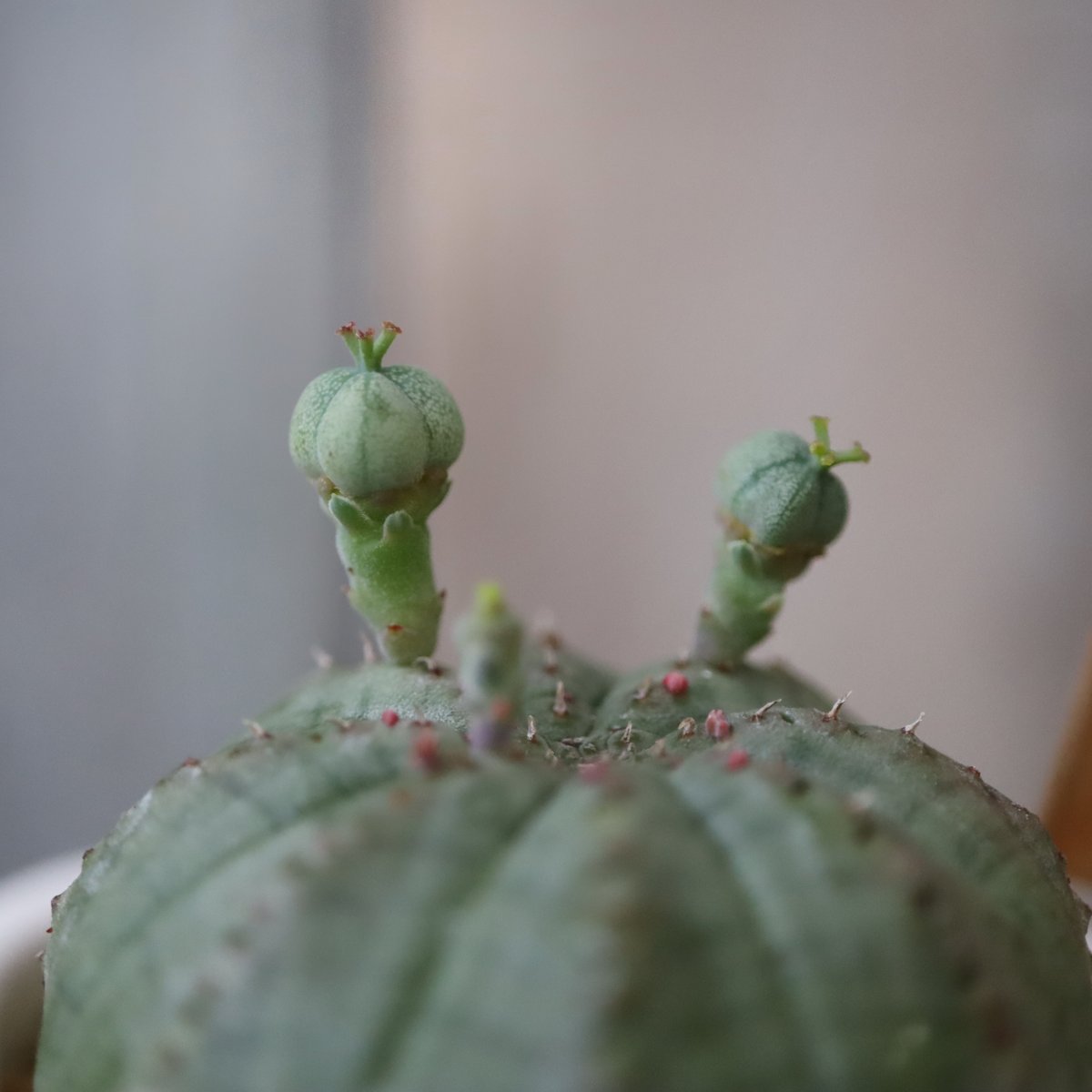 多肉植物 ユーフォルビア オベサ | kurumigarden's STORE
